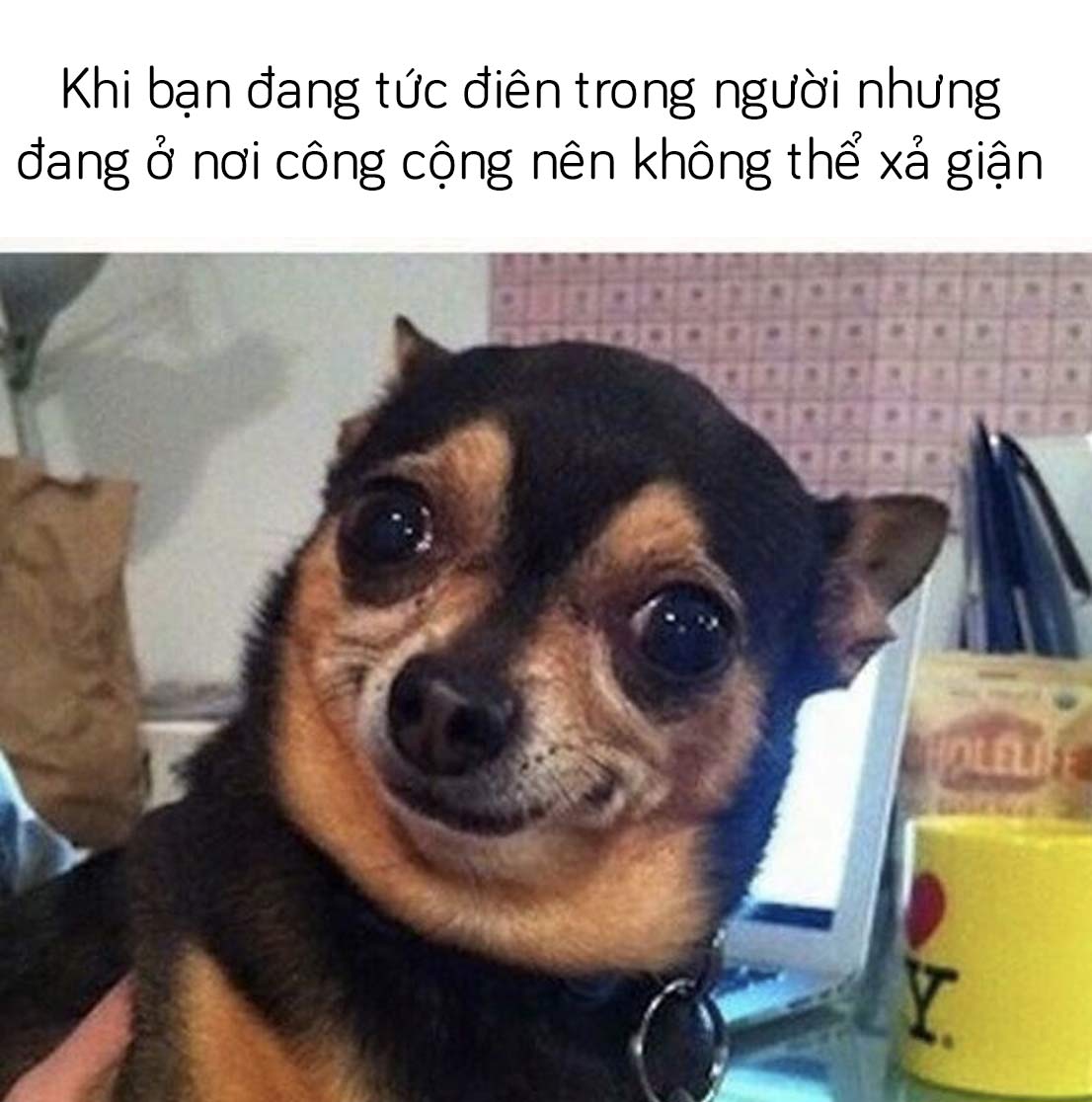 Thú Cưng Chó Meme Vui Nhộn Hình ảnh Sẵn có  Tải xuống Hình ảnh Ngay bây  giờ  Chân dung  Hình ảnh Chó Chó con  iStock