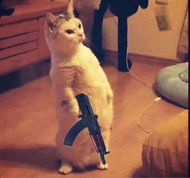 999 Fotos MeMe Cat hält Waffe, raucht, Like.. (Teil #3)